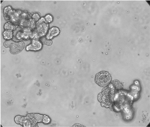 Translational Human Mucosal Immunology